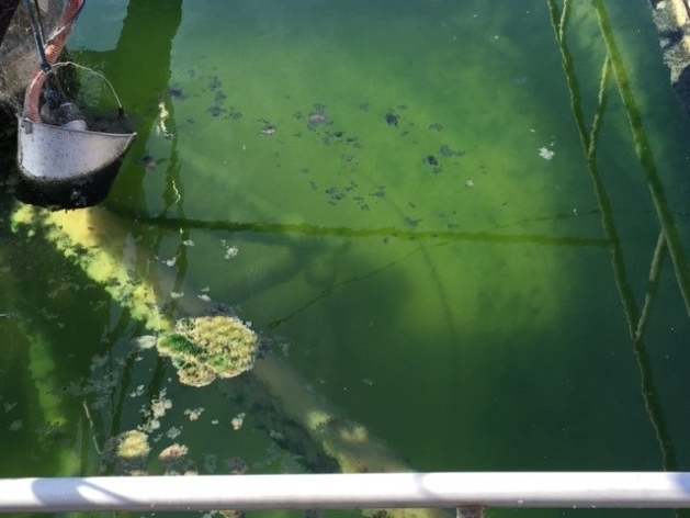 稼働後の沈殿槽 槽の底部まで見通せるほどの透視度となる